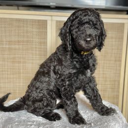 Almond Joy (Yellow) - Black female Goldendoodle puppy in Bay City, Texas from Charming Doods