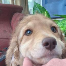 Vivienne - Sable female Aussiedoodle puppy in Grand Saline, Texas from Aussies Acre