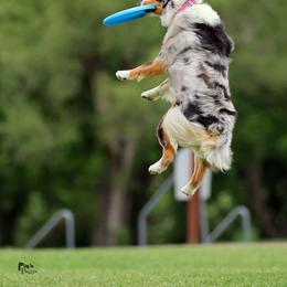 Miniature American Shepherd All Grown Up from Wx Kennels