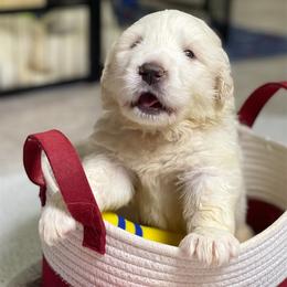 Black Boy - White male Great Pyrenees puppy in Red Bluff, California from River's Bend Walnut Orchard