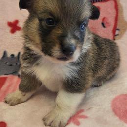 Bandit - Sable male Pembroke Welsh Corgi puppy in Madera, California from RRR Corgis