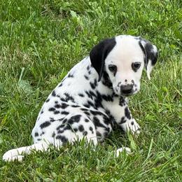 Jim Carrey - White and black male Dalmatian puppy in Newfoundland, Pennsylvania from Poconopaws