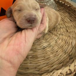 Pixie - Apricot female Goldendoodle puppy in Lexington, North Carolina from Southern Grace Acres