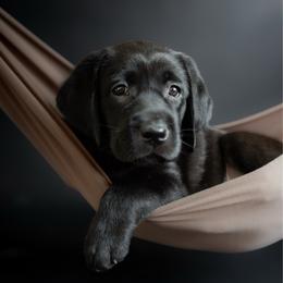 Sparkler - Black female Labrador Retriever puppy in Allons, Tennessee from UC Labradors LLC