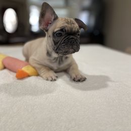 French Bulldog Puppies from Fabi's French Bulldogs