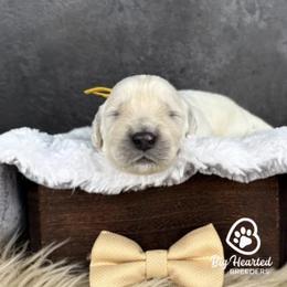 Woody - Cream male Companion Cross puppy in Utah County, Utah from Big Hearted Breeders