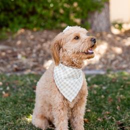 Maizy - Goldendoodle