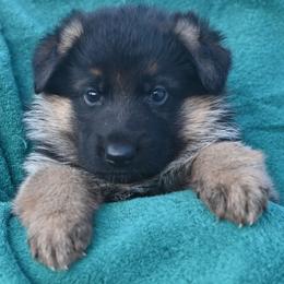 Blue and Teal - Black and red male German Shepherd puppy in Florissant, Colorado from Vom Dortmunder German Shepherds
