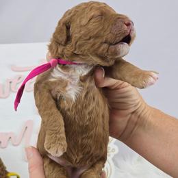 Jolene - Pink Collar - Red female Double Doodle puppy in Rowlett, Texas from Parrish Precious Ones Texas