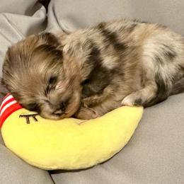 Bolt - Orange sable male Pomeranian puppy in Eden, North Carolina from Whippoorwill Pomeranians