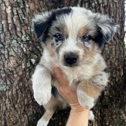 Boy 5 - Blue merle male Australian Shepherd puppy in Lakeland, Florida from Infinite Aussies