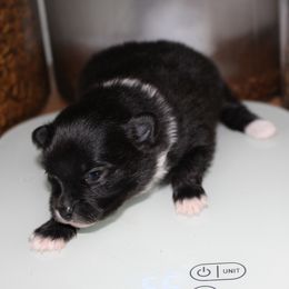 Iris - Black parti female Pomeranian puppy in Dillon, Montana from Medicine Lodge Poms LLC