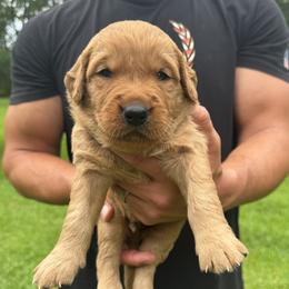 Boy 4 - male Golden Retriever puppy in Lincolnton, Georgia from Lincoln Kennels