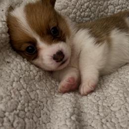 Girl 3 - White and red female Pembroke Welsh Corgi puppy in Dickinson, Texas from Gulf Coast Corgis