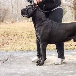 Henny - Cane Corso