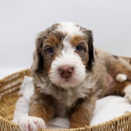 Willow - Chocolate merle female Bernedoodle puppy in Edmond, Oklahoma from Rock N Roll Doodles