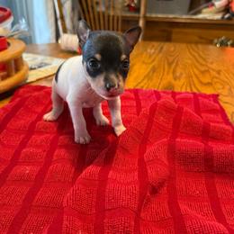 Pup A - White black and tan male Toy Fox Terrier puppy in Clermont, Florida from Debbie Hiles's Toy Fox Terriers