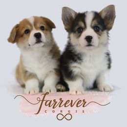 Pembroke Welsh Corgis from Farrever Corgis