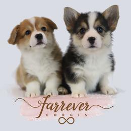 Pembroke Welsh Corgis from Farrever Corgis