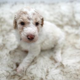 Shortcake - Parti female Poodle puppy in Otto, North Carolina from Wild Suns Farm