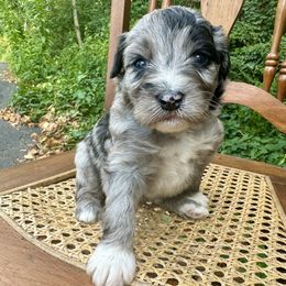 Lady phoenix (pink) - Aussiedoodle puppy from Doodle Duo
