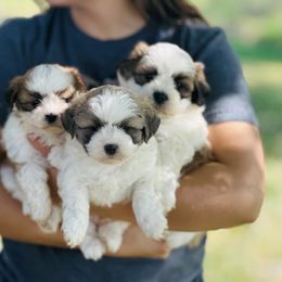 Shichon puppies from Shondel Puppy Paws