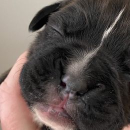 Girl 4 - Boxer puppy in Dickson, Tennessee from Braun's Boxers