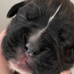 Girl 4 - Boxer puppy in Dickson, Tennessee from Braun's Boxers