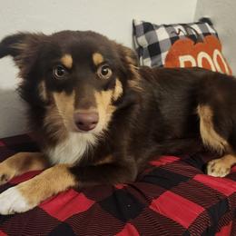 Kuma - Miniature Australian Shepherd