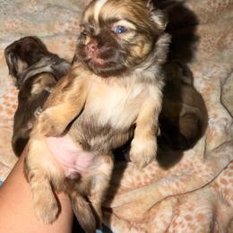 Delilah - Liver and white female Shih Tzu puppy in Bakersfield, California from Little pumpkin Shih Tzu’s