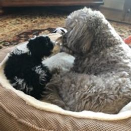 Portuguese Water Dog Puppies from Prestige Portuguese Water Dogs