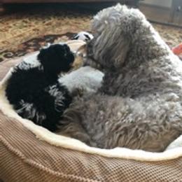 Portuguese Water Dog Puppies from Prestige Portuguese Water Dogs