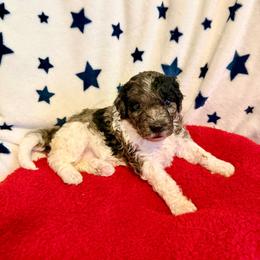 Riza - female Golden Mountain Doodle puppy in Victoria, Texas from Deidre's Doodles