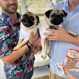 French Bulldog and Pug Puppies from Peachy Pugs