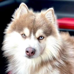 Klondike - Pomsky