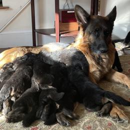 German Shepherds from Little Rive German Shepherds