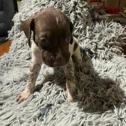 Green - Liver and white male German Shorthaired Pointer puppy in Jackson, Georgia from Rosengrace Gsps (formerly Tiner GSP’s)