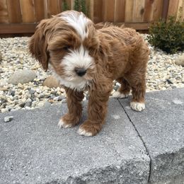 Australian Labradoodle and Goldendoodle Puppies from The Moon Doodles
