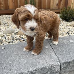 Australian Labradoodle and Goldendoodle Puppies from The Moon Doodles