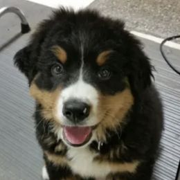 Bernese Mountain Dogs from River Mountain Bernese