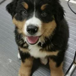 Bernese Mountain Dogs from River Mountain Bernese
