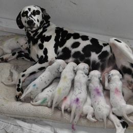 Dalmatian Puppies from Dracorn Dalmatians
