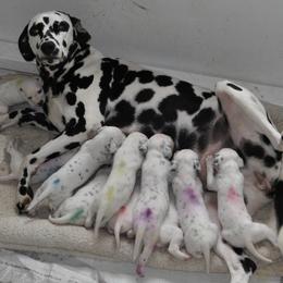 Dalmatian Puppies from Dracorn Dalmatians