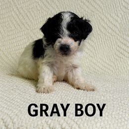 Boy 8 - Black and white male Portuguese Water Dog puppy in Vancouver, Washington from Portie Puppies