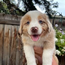 Lasagna - Red merle female Miniature Australian Shepherd puppy in Fort Collins, Colorado from Basil’s Sweet Creatures