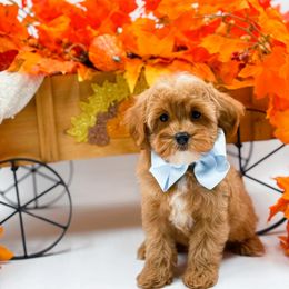 Maverick - Apricot male Cavapoo puppy in North Carolina from NC Doodle Puppies