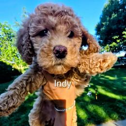 Indy - Apricot female Goldendoodle puppy in Red Oak, Iowa from Fisher Pups-Stay Golden with a Doodle