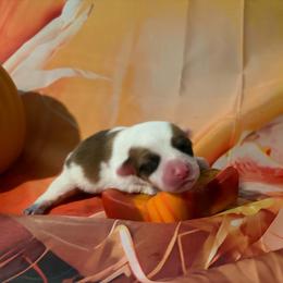 Lulu - White and red female Pembroke Welsh Corgi puppy in Saint George, South Carolina from Carolina cotton candy corgis