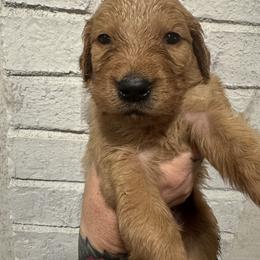 Teal girl - Golden female Golden Retriever puppy in Buchanan, Georgia from Morgan’s Heart of Gold Retrievers