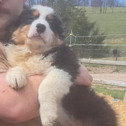 TAYLOR - Black tri-color male Australian Shepherd puppy in Elk Creek, Missouri from Hearts on Fire Australian Shepherds